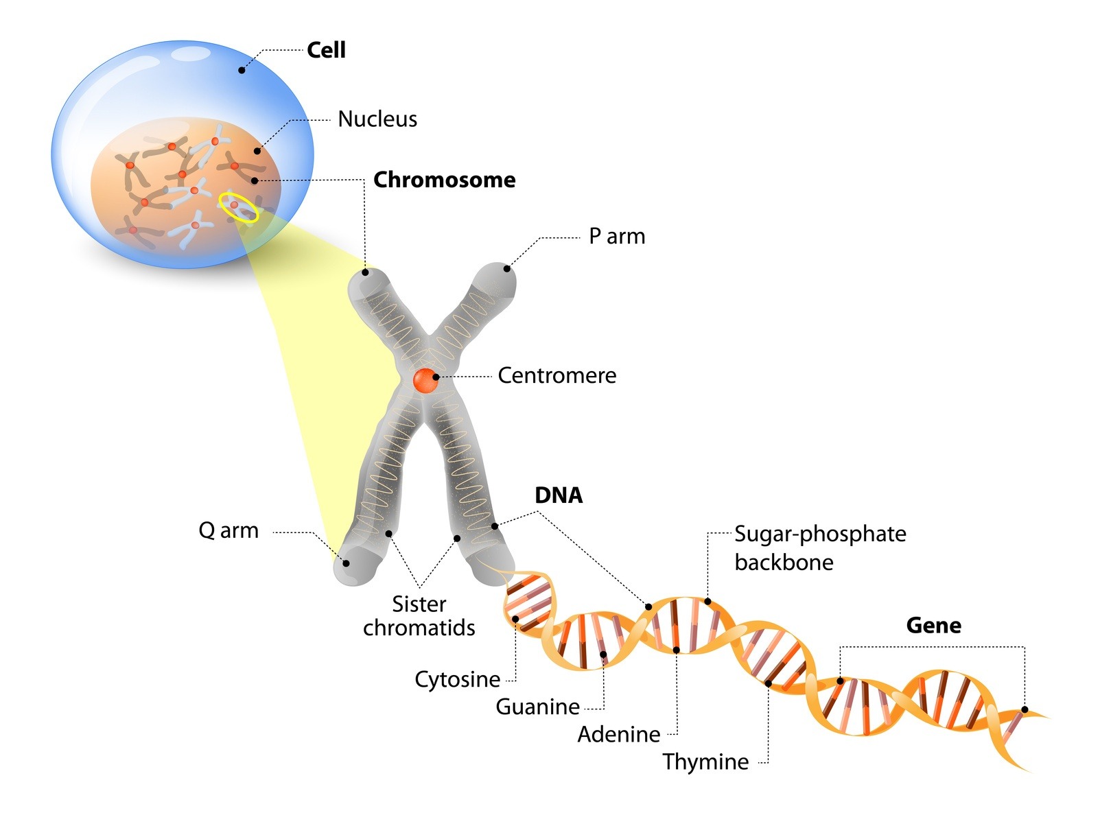 Cell, Chromosome, DNA and gene. Cell Structure. The DNA molecule is a double helix. A gene is a length of DNA that codes for a specific protein. Genome Study