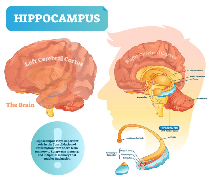 Hippocampus and hippocampus formation location and role in spatial navigation and emory consolidation