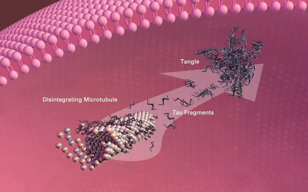 MEMBER ACCESS: Oxidative Stress and the Thromboxane Receptor—A Central Pivot in the Production of Neurofibrillary Tangles